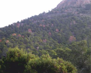 Daños localizados,
                                    grado 2